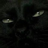 黑猫（供需频道）